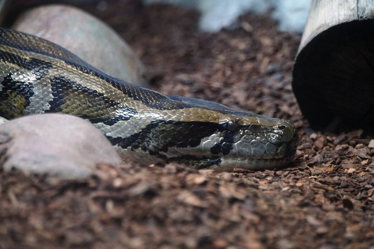 Una pitón se tragó por completo a una mujer en una comunidad rural de Indonesia