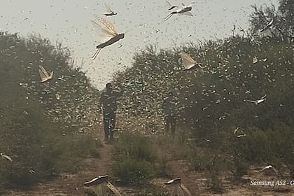 Una plaga de langostas preocupa a los productores de las provincias de Santiago del Estero, La Rioja y Catamarca