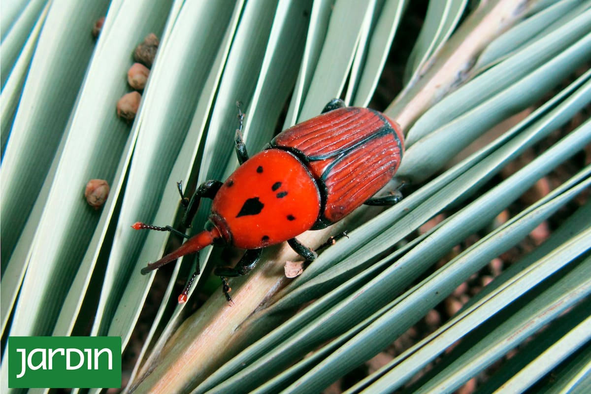 Una plaga mortal para las palmeras ha regresado