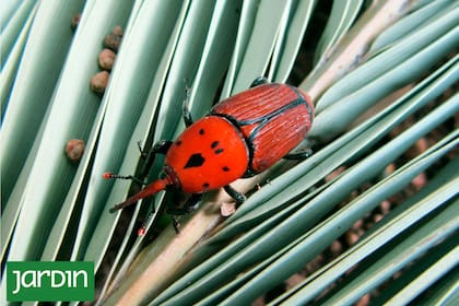 Una plaga mortal para las palmeras ha regresado