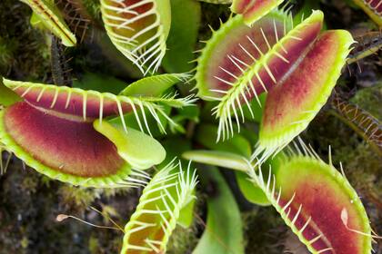 Una planta carnívora como la que usaron en el estudio