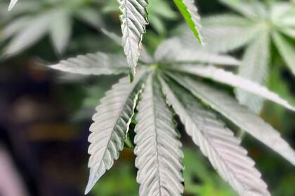 Una planta de marihuana medicinal crece en CRC el 23 de julio de 2024, en el condado de Pike, Alabama