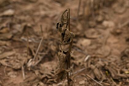 Una planta de soja afectada por la sequía y las altas temperaturas se ve en un campo en Baradero