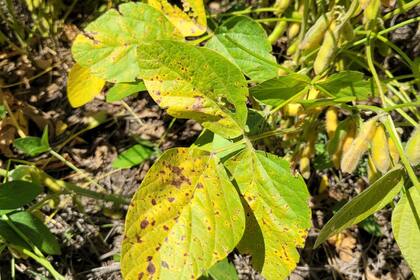 Una planta de soja con Septoria