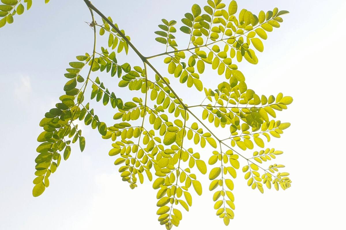 Una planta milenaria que protege los órganos clave para la salud digestiva y hepática