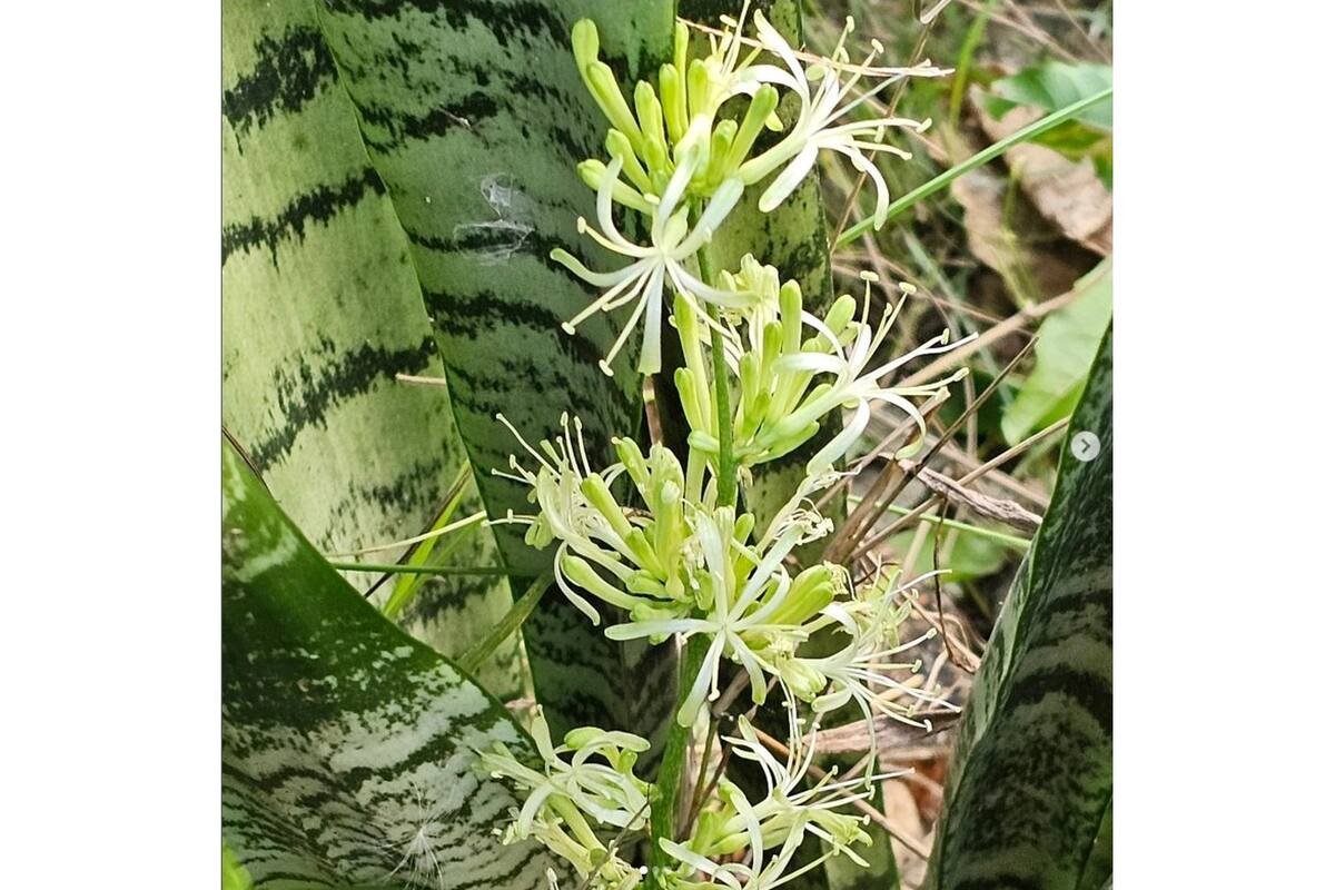 Una planta que vemos sobrevivir lúgubre en habitaciones oscuras, aquí, a la luz del día y en un ambiente caluroso, florece y brilla espléndida