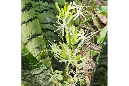Una planta que vemos sobrevivir lúgubre en habitaciones oscuras, aquí, a la luz del día y en un ambiente caluroso, florece y brilla espléndida