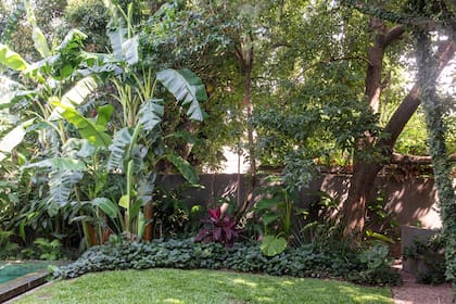 Una plantación de estilo tropical contra la medianera borra los límites del jardín