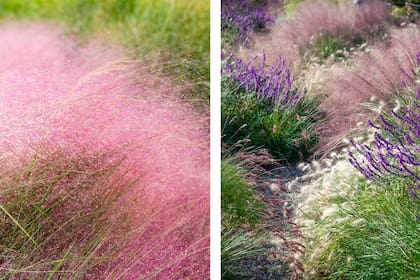 Una plantación de gramíneas que incluya, por ejemplo, Muhlenbergia capillaris (izq.) puede aportar unidad y movimiento allí donde muchas especies juntas generarían ruido visual. Derecha: Nassella tenuissima
