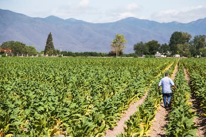 Una plantación de tabaco en Salta