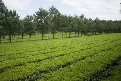 Una plantación de té, en la provincia de Misiones