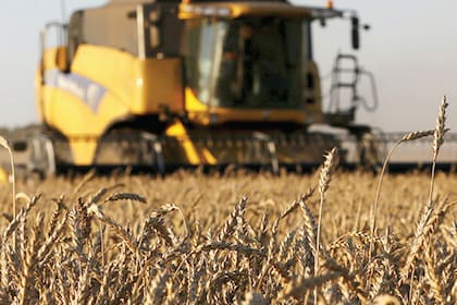 Una plantación de trigo en Rusia, que este año pasaría a ser el mayor exportador del grano del mundo.