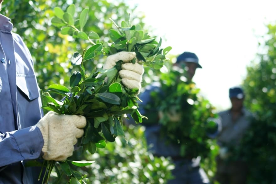 La crisis de precios en la yerba mate pone en riesgo a miles de productores argentinos
