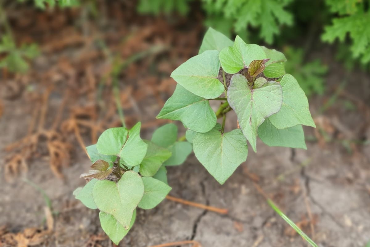Una plantita hermosa que pertenece al género Ipomea y que solemos ver como arbustos floridos; la de la foto, sin embargo, es una que conocemos por su versión menos decorativa, aunque ciertamente más apetitosa