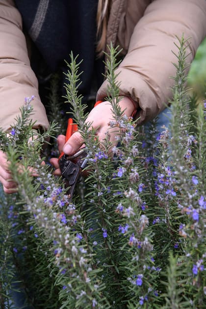 Una poda excesiva puede alterar la capaciodad de las plantas de responder al frío