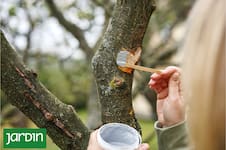 El error más común al podar que puede enfermar o matar una planta