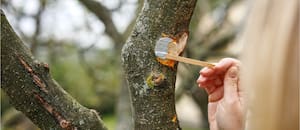 El error más común al podar que puede enfermar o matar una planta