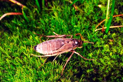 Una polilla no voladora, relacionada con las polillas de la ropa, de la isla subantártica Marion en el Océano Austral. Las islas subantárticas tienen una prevalencia inusualmente alta de insectos no voladores