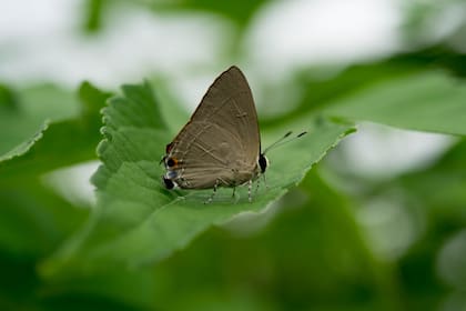 Una polilla Plutella Xylostella; prueban a campo abierto liberar una versión con el ADN modificado para frenar la proliferación de larvas
