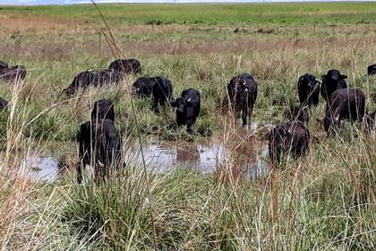 Una postal de Corrientes. En la producción temen restricciones a la producción
