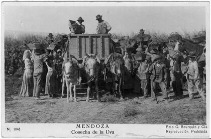 Una postal de la cosecha de las vides en Mendoza.