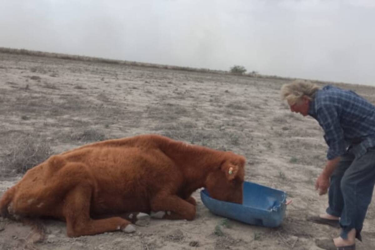 Una postal de la sequía en Patagones