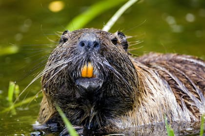 Una postal de uno de los tantos miles de castores que habitan Tierra del Fuego (Pexels/Denitsa Kireva)