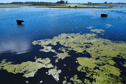 Una postal del agua sobre los campos en el centro oeste provincial