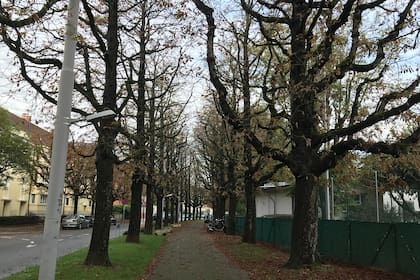 Una postal otoñal de Bachletten, el barrio donde se encumbra el Tennis Club Old Boys.