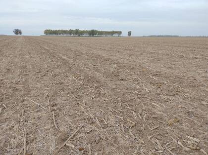Una postal sobre la sequía en el campo donde produce Ripa