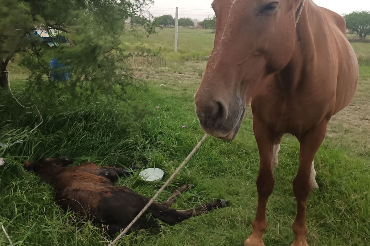 Una potranca de tan solo un mes de vida, yacía en un basural de la localidad de Mariano Acosta, partido de Merlo. A su lado, estaba su madre.