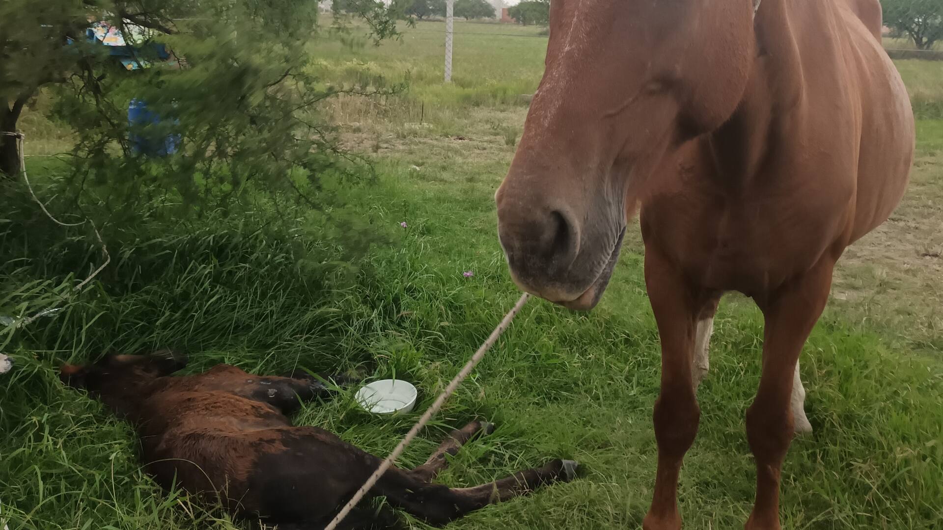 Una potranca de tan solo un mes de vida, yacía en un basural de la localidad de Mariano Acosta, partido de Merlo. A su lado, estaba su madre.