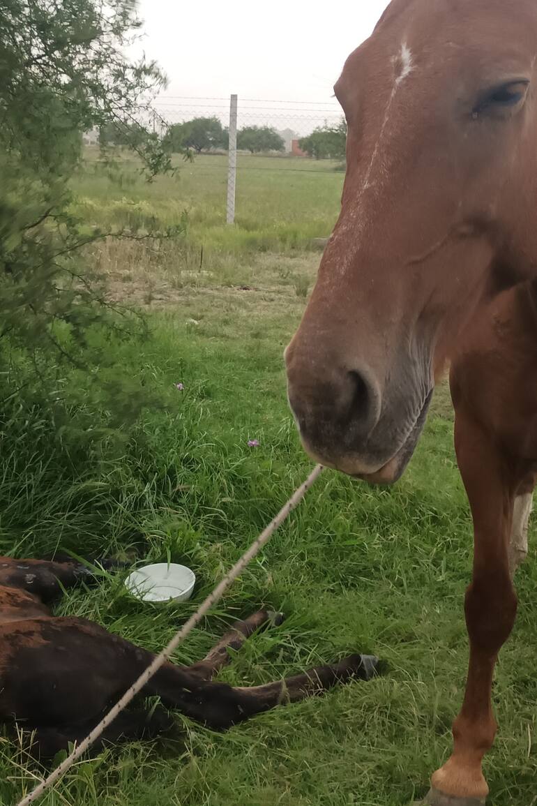 Una potranca de tan solo un mes de vida, yacía en un basural de la localidad de Mariano Acosta, partido de Merlo. A su lado, estaba su madre.