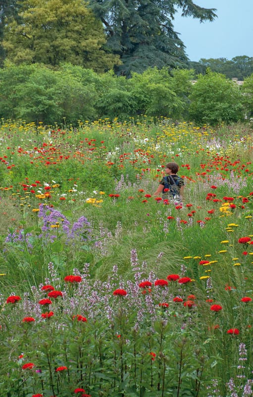Una pradera diseñada por Nigel Dunnett en Trentham Gardens, Inglaterra.