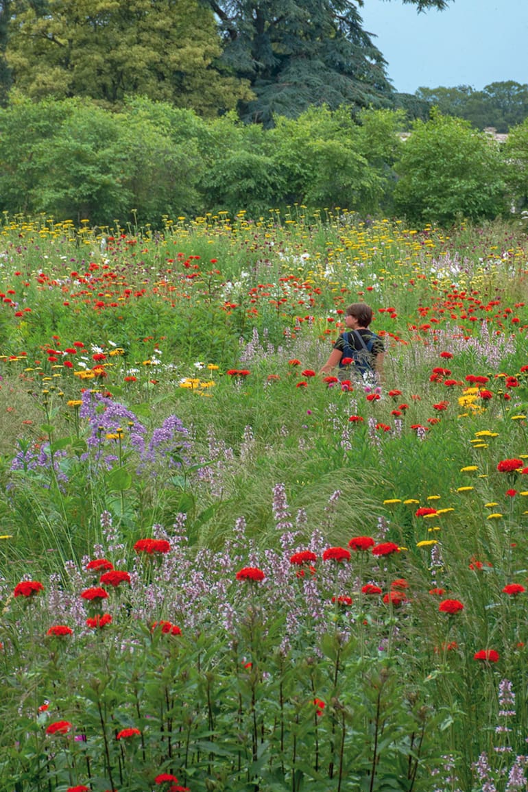 Una pradera diseñada por Nigel Dunnett en Trentham Gardens, Inglaterra.