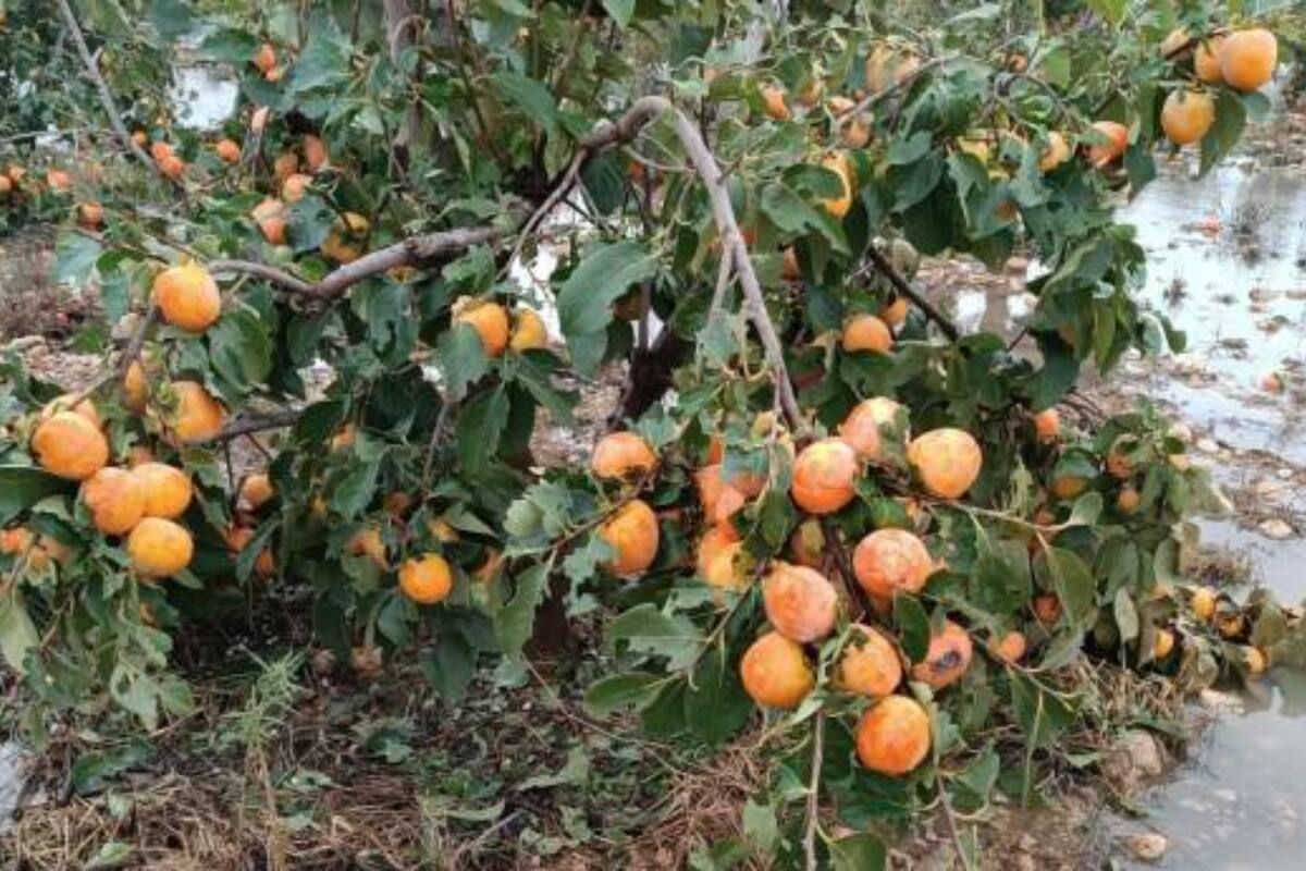 Una producción de frutas afectadas por las fuertes lluvias ocasionadas por el fenómeno DANA