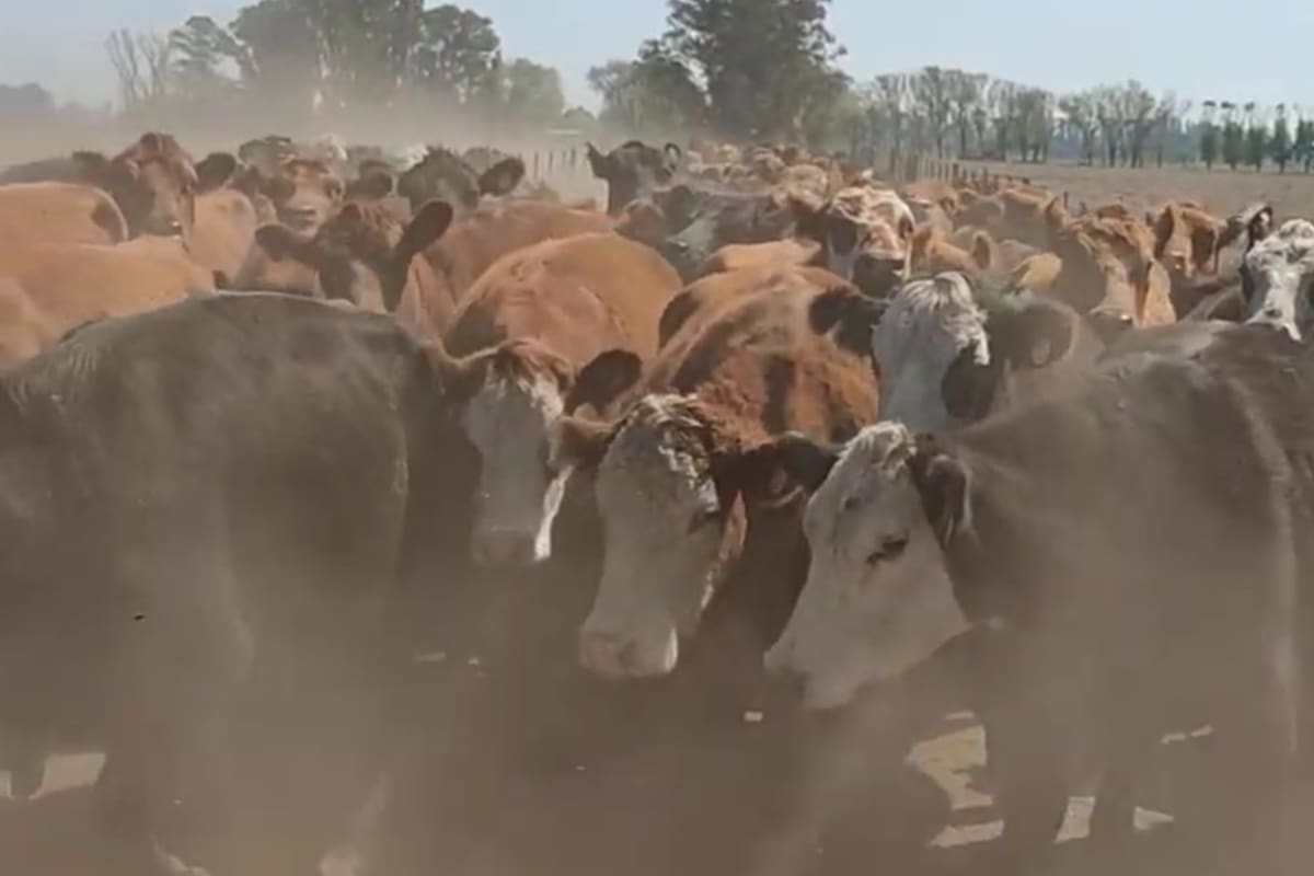 Una productora contó en Twitter cómo afecta la falta de lluvias en una región de la provincia de Buenos Aires y generó un debate