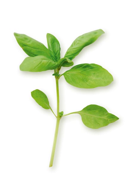 Una ramita de albahaca fresca: además de su aroma agradable, algunas variedades se utilizan en infusiones relajantes. Tradicionalmente se le atribuyen propiedades que ayudan a reducir el estrés y la tensión, favoreciendo un descanso más tranquilo cuando se consume en té antes de dormir
