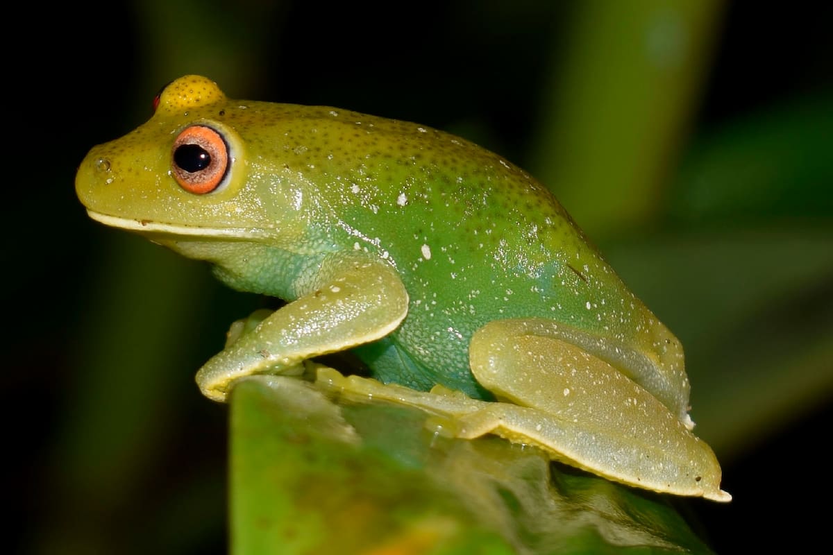 Una rana del género Aplastodiscus de la familia Hylidae que viven en Brasil y el norte de la Argentina