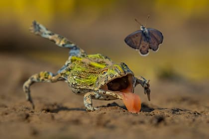 Una rana toro moteada de verde y marrón se agazapa en el suelo fangoso con la boca abierta y la larga lengua rosada extendida hacia una pequeña mariposa que vuela justo encima