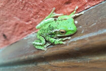 Una ranita en la puerta de casa, cerca del Delta; el póster bucólico que compramos tiene en realidad infinitas capas, todas necesarias, todas interrelacionadas, la mayoría imperceptibles