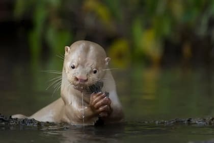 Una rara nutria gigante de pelaje claro se alimenta de un bagre