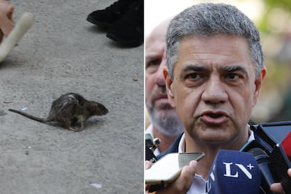 Una rata apareció cuando Jorge Macri hablaba con los medios durante un desalojo por el Barrio 31 de Retiro.