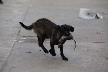 Una rata apareció cuando Jorge Macri hablaba con los medios luego del desalojo de una feria ilegal en Retiro, y fue cazada por un perro