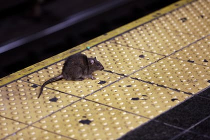 Una rata en el andén de una estación de metro, el 27 de enero de 2015, en la ciudad de Nueva York (AP Foto/Richard Drew, Archivo)