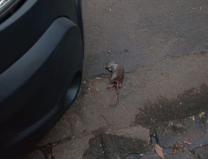 Una rata muerta en Julián Álvarez y Gorriti, en el barrio porteño de Palermo, uno de los barrios más señalados