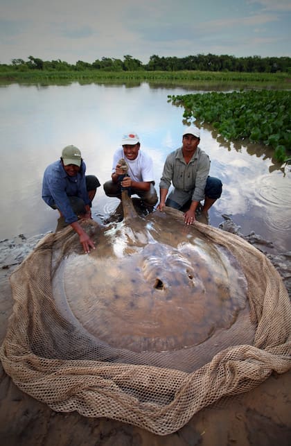 Una mantaraya gigante
