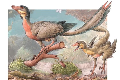 Una reconstrucción del Overoraptor chimentoi, tal como lo dibujó Gabriel Lío