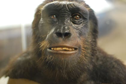 Una reconstrucción del rostro del Sahelanthropus tchadensis