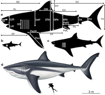 Una reconstrucción pormenorizada y las medidas de cada parte del megalodón